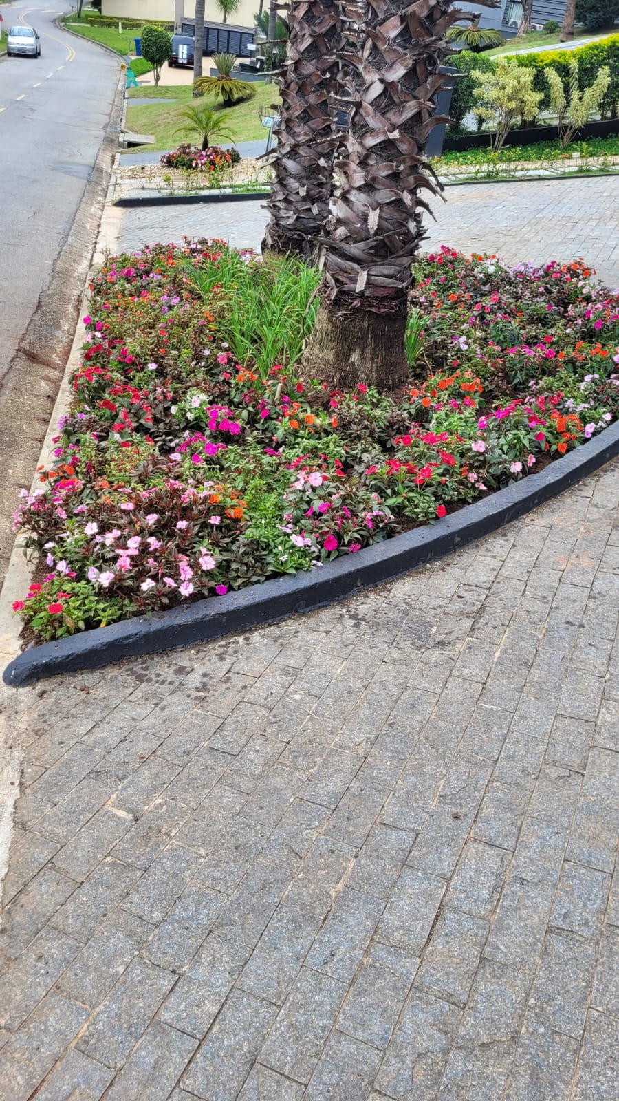 Canteiro de flores coloridas ao redor de palmeira em condomínio